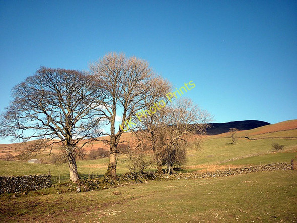 Photo 6"x4" Trees at Low Fellside Middleton\/SD6286 c2011