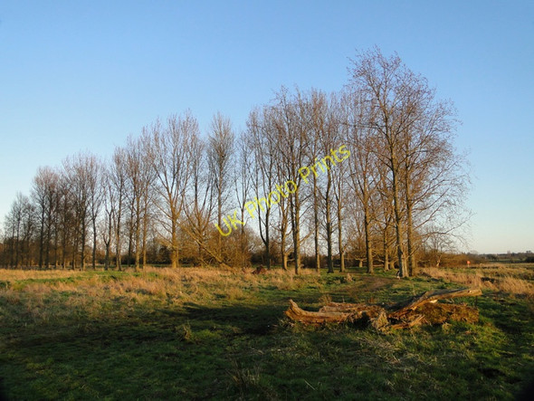 Photo 6"x4" Line of poplar trees on Marston marshes Eaton\/TG2106 c2011