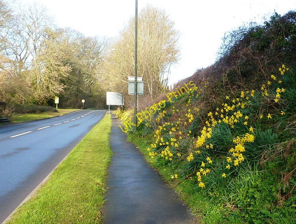 Photo 6"x4" Daffodils near Brixham Churston Ferrers c2011