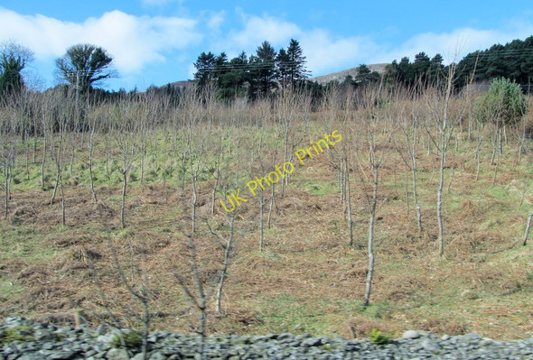 Photo 6"x4" Young deciduous plantation above the A2 at Bealach-beg Newcastle\/J3732 c2011
