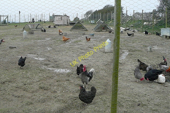 Photo 6"x4" Real free-range chickens Worth Matravers c2011