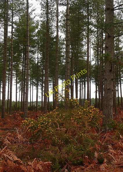 Photo 6"x4" Rempstone Heath Bushey\/SY9883 c2011