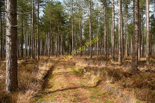 Photo 6"x4" Forest ride in Rempstone Heath Bushey\/SY9883 c2011