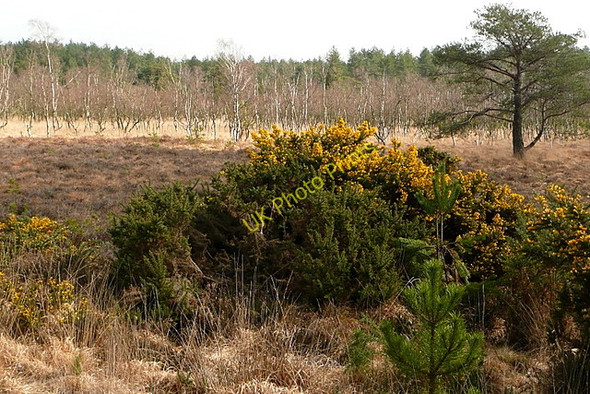 Photo 6"x4" Rempstone Heath Bushey\/SY9883 c2011