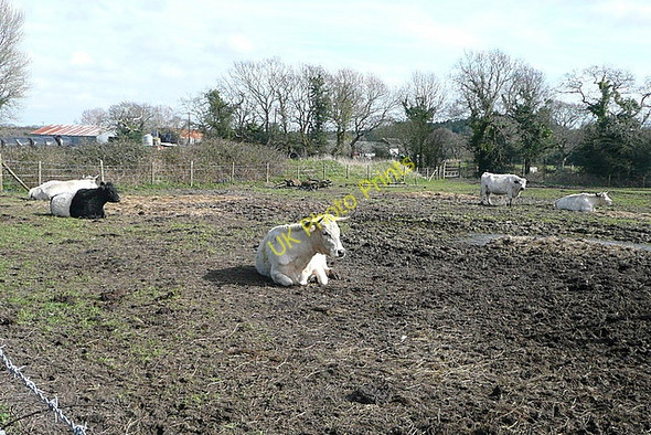 Photo 6"x4" Cattle at Wytch Farm Bushey\/SY9883 c2011 P1