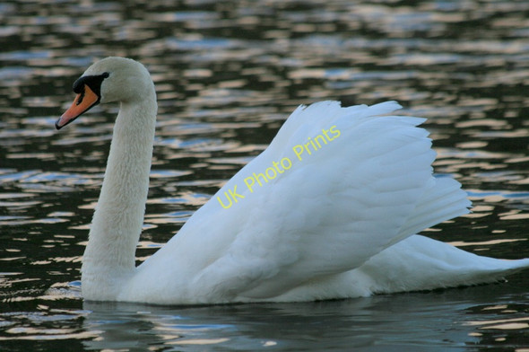 Photo 6"x4" Mute yet a perfect specimen on Loch na Bo Cranloch\/NJ2858 c2011