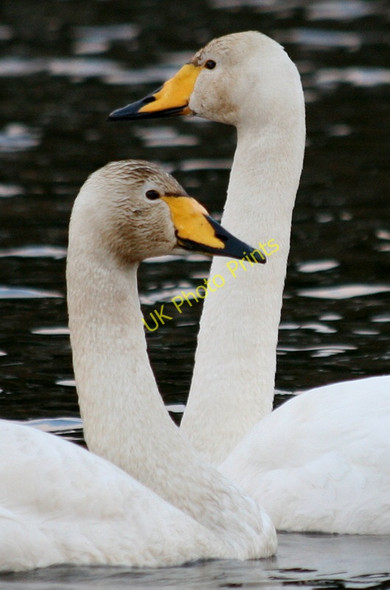 Photo 6"x4" Take a good look! I'm a Whooper! Cranloch\/NJ2858 c2011