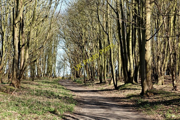 Photo 6"x4" Track Through Sandymount Covert Dunwich c2011