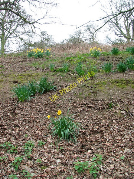 Photo 6"x4" Daffodils on the bank of the River Yare Postwick c2011