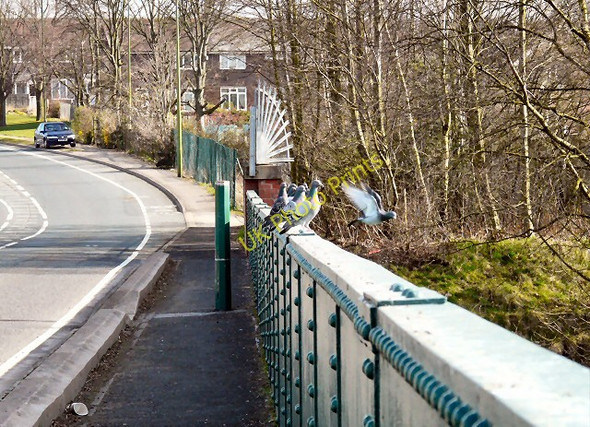 Photo 6"x4" Pigeons at  Hattersley Broadbottom c2011