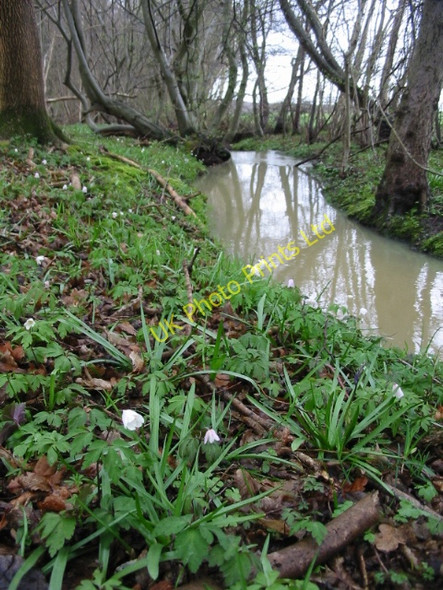 Photo 6"x4" Small stream flowing through Thornden Wood Radfall c2008