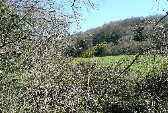 Photo 6"x4" Juniper Bank Standon\/SU4226 c2011 P1
