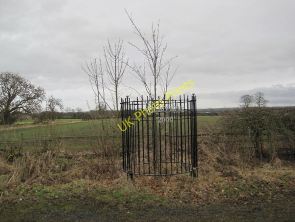 Photo 6"x4" Millennium Tree, Milbourne Milbourne\/NZ1175 c2011