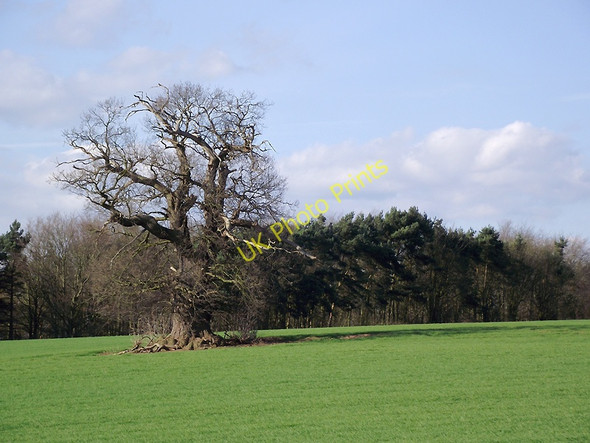 Photo 6"x4" Field with oak tree near Badger, Shropshire Badger c2011
