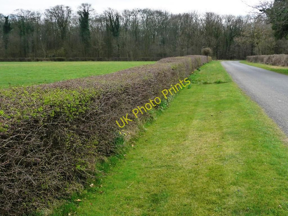 Photo 6"x4" Flat-topped hedge Empingham c2011