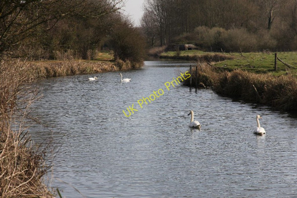 Photo 6"x4" Swans on the Kennet Ufton Green c2011