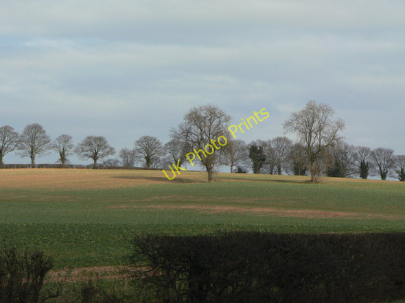 Photo 6"x4" Trees near Epperstone Epperstone c2011