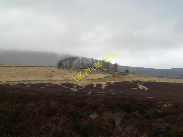 Photo 6"x4" Woodland by Skiddaw House River Caldew\/NY2829 c2011