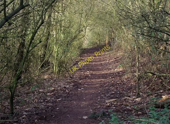 Photo 6"x4" Woodland footpath to Beckbury, Shropshire Beckbury\/SJ7601 c2011