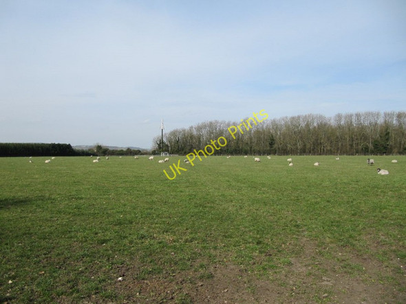 Photo 6"x4" Sheep in the field Cleeve\/SU6081 c2011