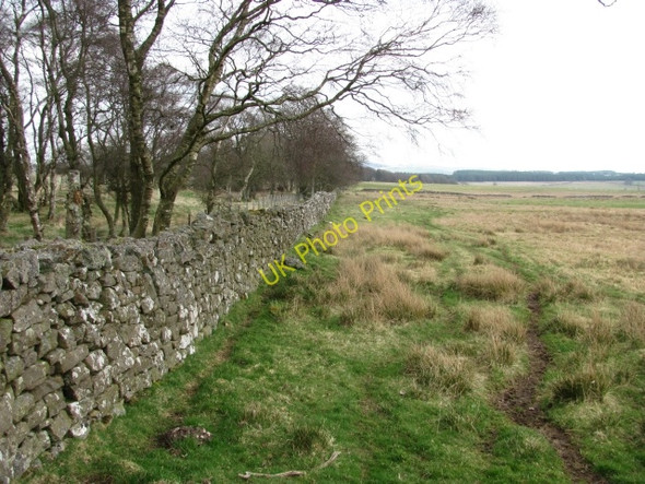Photo 6"x4" Backmoor Wood Weston\/NT0347 c2011