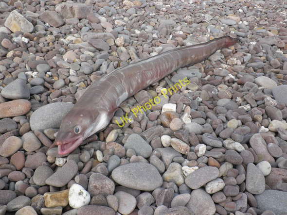 Photo 6"x4" Conger eel, on the beach, at Blue Anchor Blue Anchor\/ST0243 c2011
