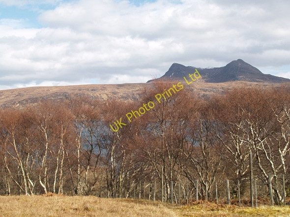 Photo 6"x4" Silver Birches, Druim Donn Durnamuck c2008
