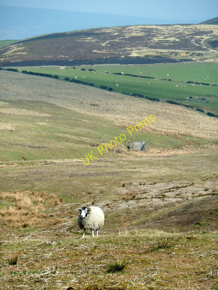 Photo 6"x4" Sheep on Abney Moor Abney c2011