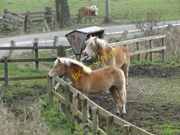 Photo 6"x4" Haflinger horses at King's Beck along the River Bure Brampton\/TG2224 c2011