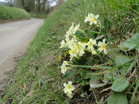 Photo 6"x4" Ringbank Lane, Hanworth with primroses Aldborough\/TG1834 c2011