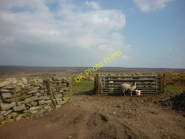 Photo 6"x4" Looking east towards Two Howes Rigg Hazel Head\/SE8099 c2011