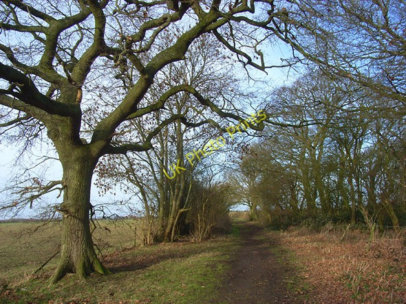 Photo 6"x4" Bridleway, Ewelme Upperton\/SU6594 c2009