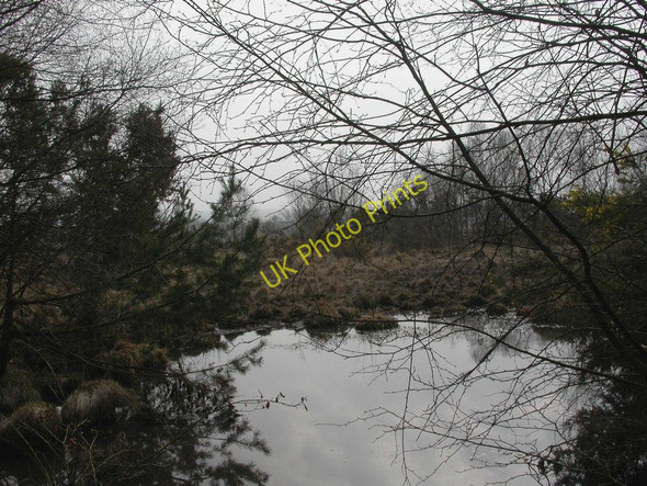 Photo 6"x4" Holt Heath, wet heathland Higher Row c2011