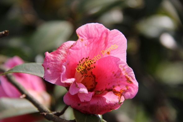Photo 6"x4" Camellia, Trent Park, London N14 Botany Bay\/TQ2999 c2011