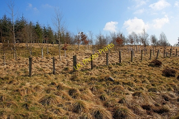 Photo 6"x4" Newly Planted Trees near Summit Cottage Ridsdale c2011