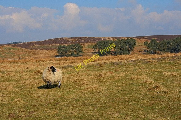 Photo 6"x4" View to Ray Fell Knowesgate c2011