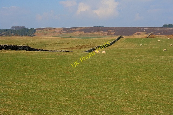 Photo 6"x4" Looking up Towards Ray Fell Knowesgate c2011