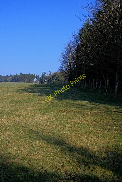 Photo 6"x4" Edge of Herpath Wood Knowesgate c2011
