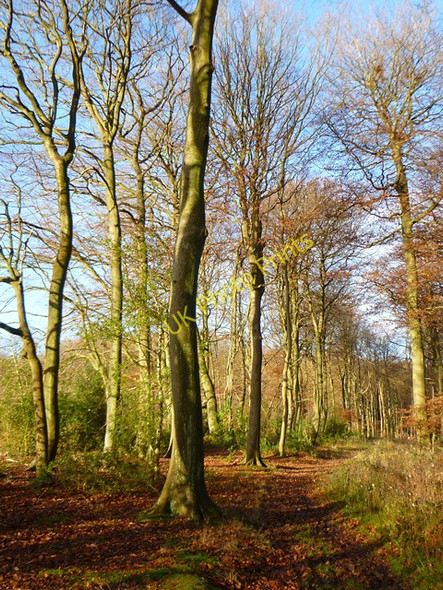 Photo 6"x4" Bear Wood, Highmoor Highmoor Cross c2010