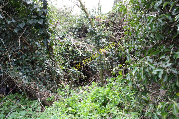 Photo 6"x4" Bushes and ivy beside Bayswater Road hiding benchmarked culvert Barton\/SP5507 c2011