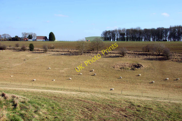 Photo 6"x4" Field of sheep by the airfield Rodmarton c2011