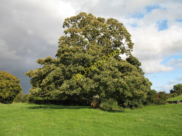 Photo 6"x4" Tree in Hollymount Bellewstown c2009