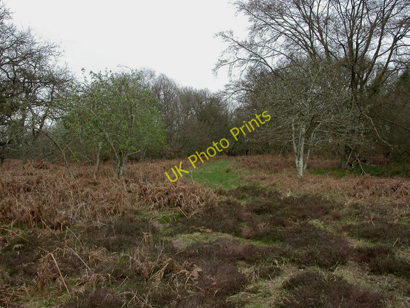 Photo 6"x4" Week Wood, forestry track Bisterne c2011