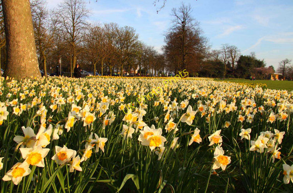 Photo 6"x4" Daffodils in Greenwich Park Greenwich\/TQ3977 c2011