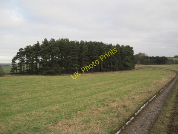 Photo 6"x4" Plantation near White House Kirkheaton\/NZ0177 c2011
