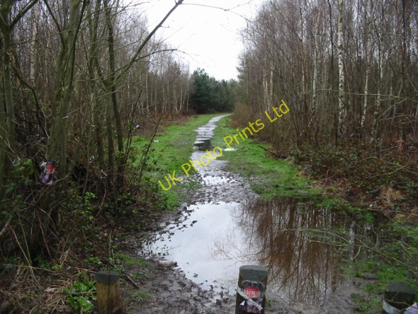 Photo 6"x4" Track leading from Clowes Wood car park Radfall c2008
