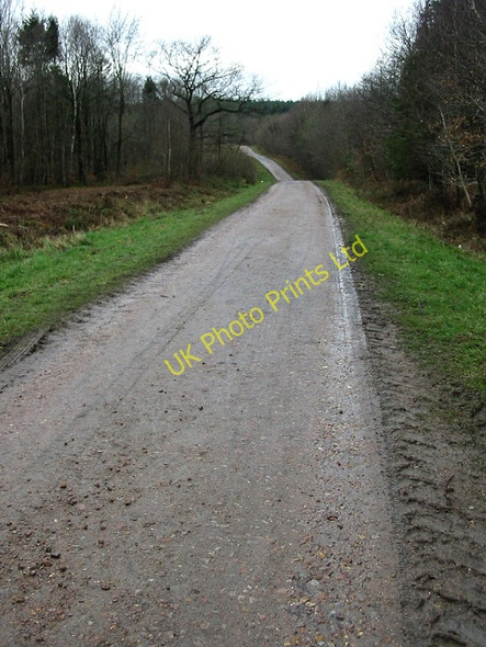 Photo 6"x4" Track through Clowes Wood Radfall c2008