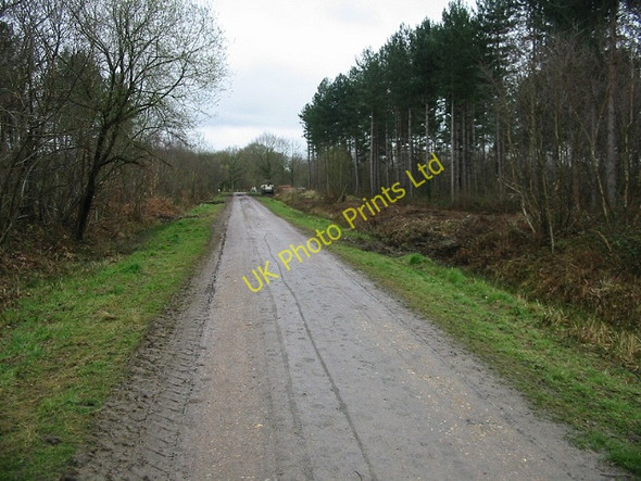 Photo 6"x4" View along footpath towards Gypsy Corner on Radfall Road Radfall c2008