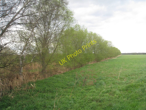 Photo 6"x4" Line of willows by the River Torne Woodside\/SE7103 c2011