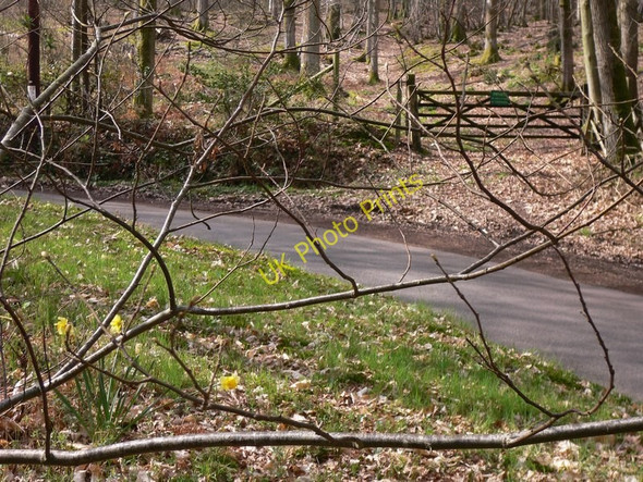 Photo 6"x4" Gate into Farringtons Copse Bedham c2011